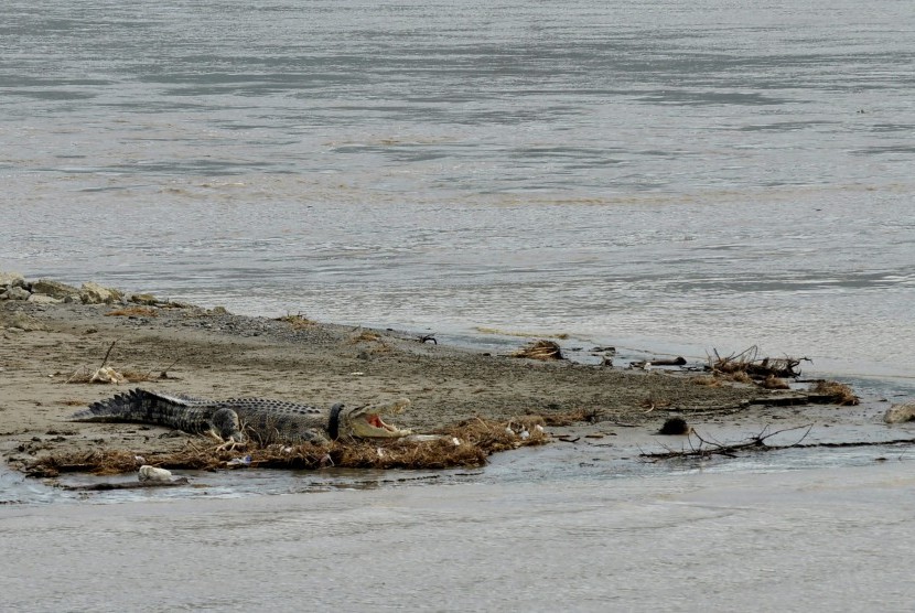 Awas! Ada Buaya di Pantai Areguling Lombok Tengah