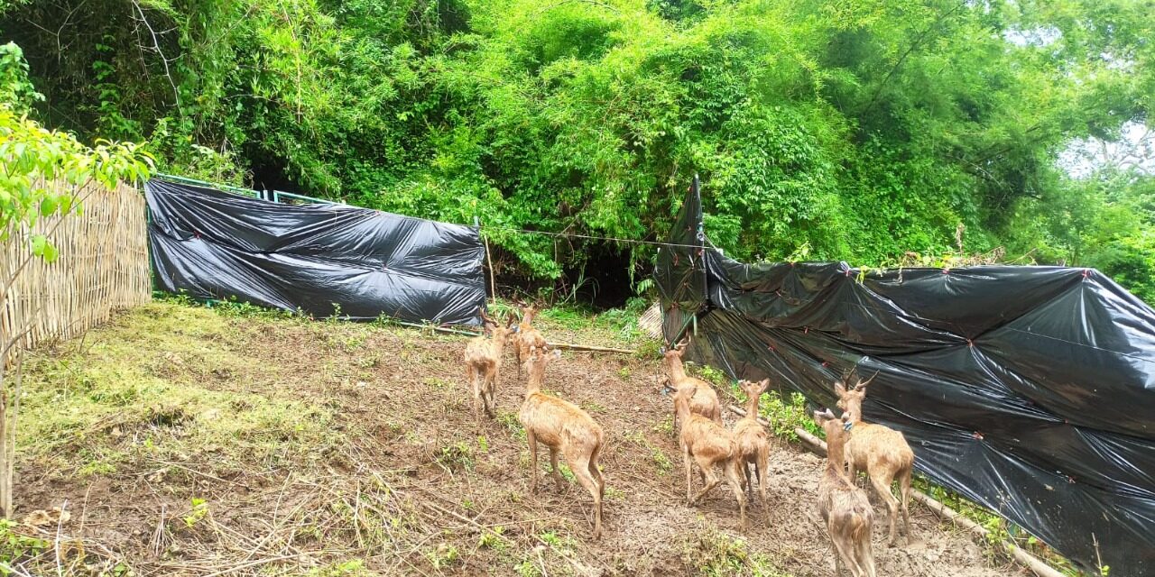 Sedekah Alam, BKSDA NTB Lepas Liar Rusa Timor di TWA Gunung Tunak