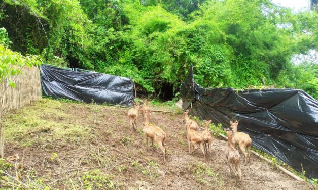 Sedekah Alam, BKSDA NTB Lepas Liar Rusa Timor di TWA Gunung Tunak
