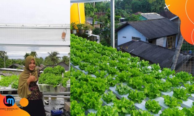 Bertani Hidroponik dari Atap Rumah, Warga Batujai ini Hasilkan Jutaan Rupiah