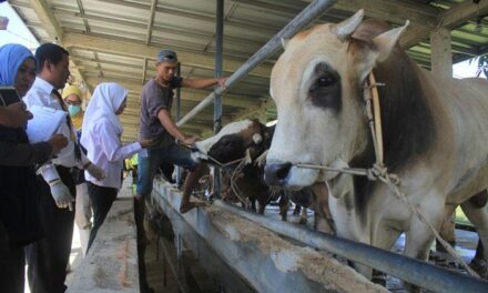 Pulau Lombok Darurat Virus PMK, 17 Ribu Lebih Ternak Terjangkit