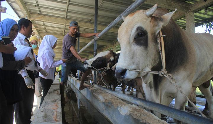 Pemilik Sapi wajib waspada, Penyebaran Virus PMK di Lombok Tengah makin cepat