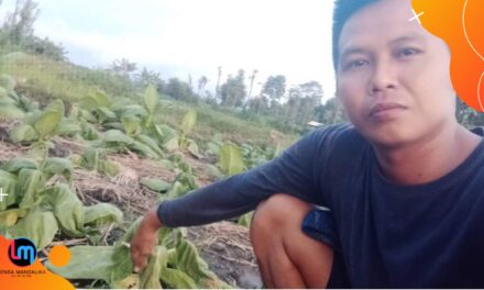 Kemarau Basah di Lombok Tengah: Petani padi gembira, Tanam tembakau berduka