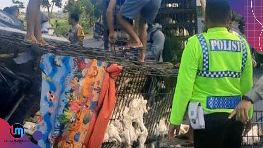 Pecah Ban, Mobil Pick up pengangkut Ayam Potong Terguling di Bypass Lombok Barat