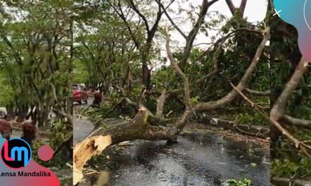 Bahaya Pohon Tumbang intai pengguna jalan, Warga desak Pemerintah segera bertindak