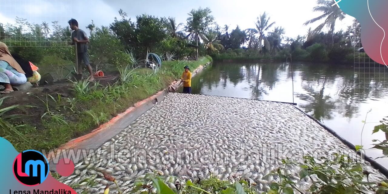 20 Ribu Ikan Nila Milik Warga Bunkate Mati Mendadak, Kerugian Capai Rp70 Juta