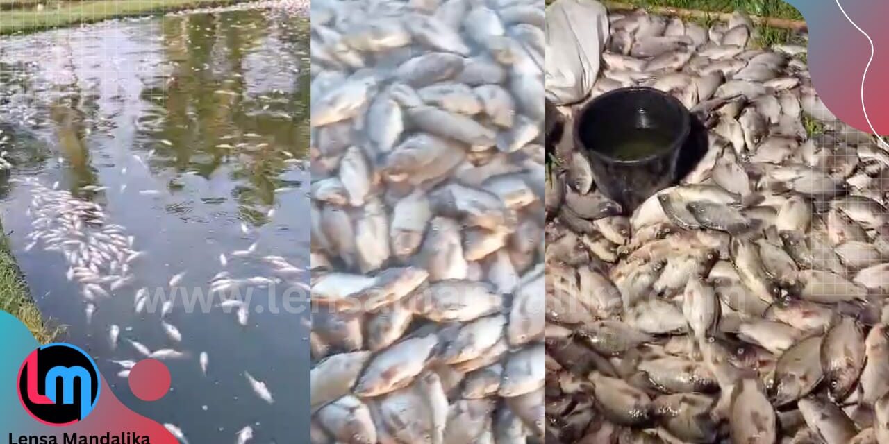 Puluhan Ribu Ikan Nila Mati Mendadak, Petani di Bunkate Lombok Tengah Rugi Ratusan Juta