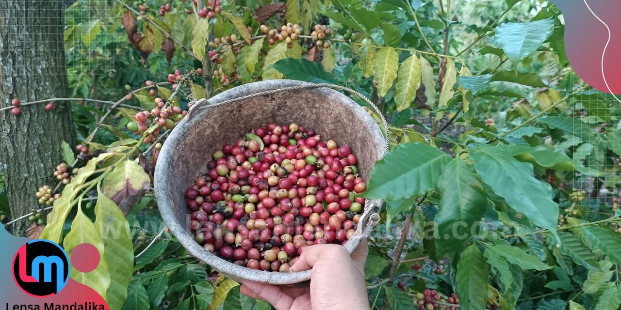 Awalnya coba-coba, Petani Segala Anyar sukses Tanam-Panen Kopi di Lahan kering Tadah Hujan