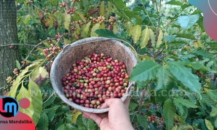 Awalnya coba-coba, Petani Segala Anyar sukses Tanam-Panen Kopi di Lahan kering Tadah Hujan