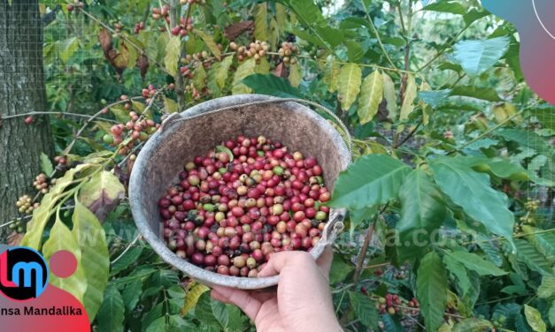 Awalnya coba-coba, Petani Segala Anyar sukses Tanam-Panen Kopi di Lahan kering Tadah Hujan